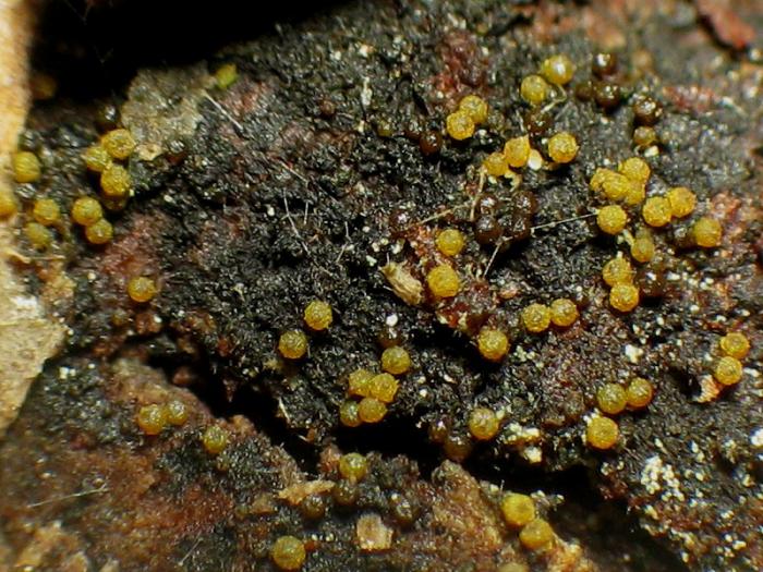 Представитель Семейства Tubeufiaceae
